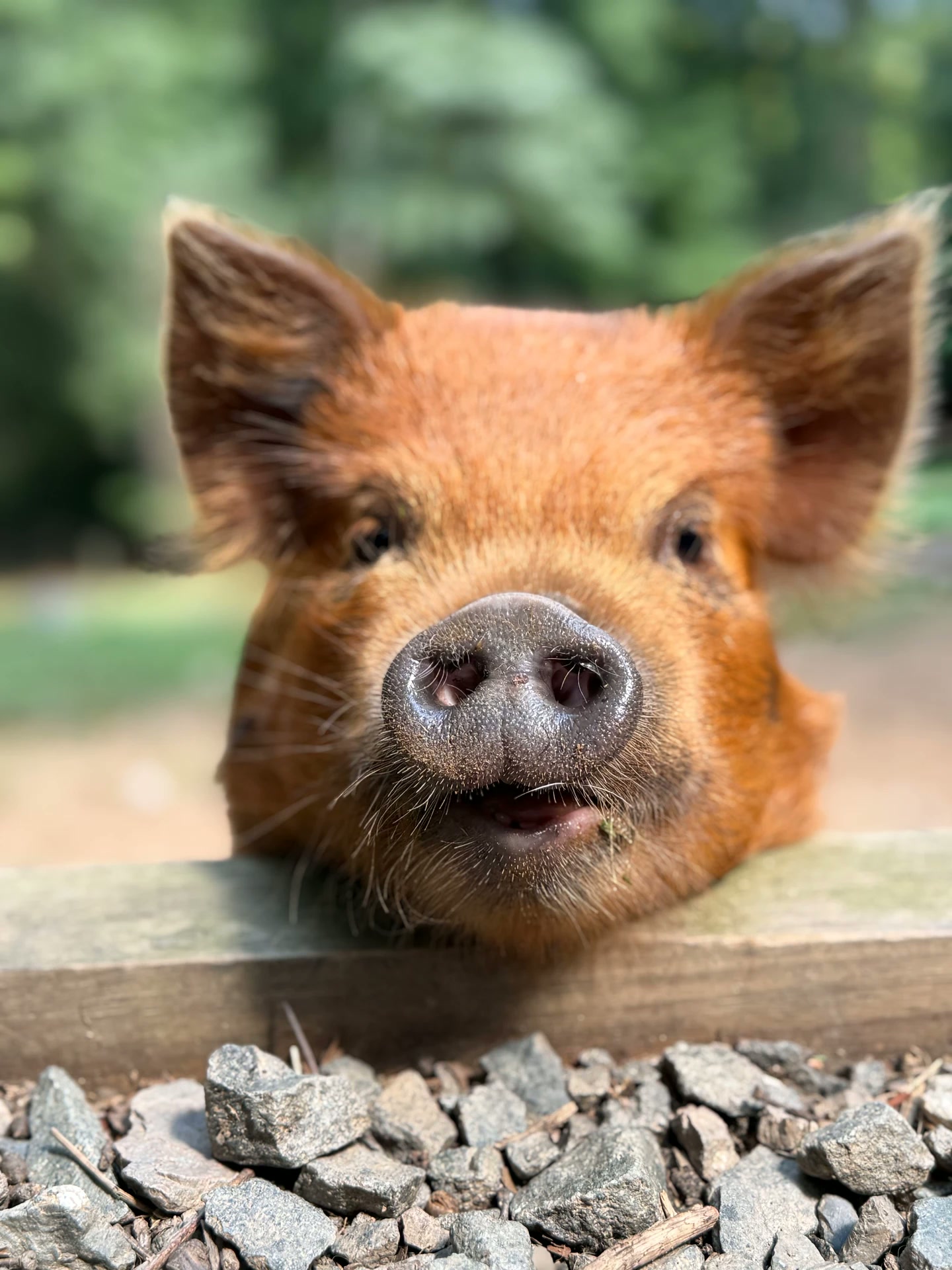 Bacon the Kunekune Pig