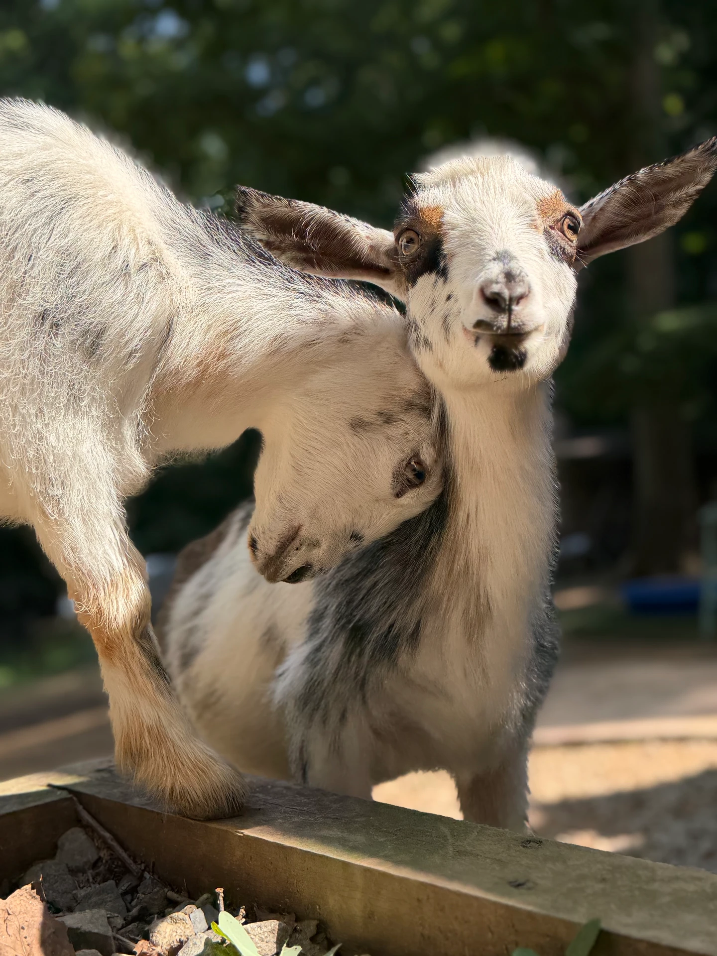 Cookie and Butter, our Nigerian Dwarf goat sisters