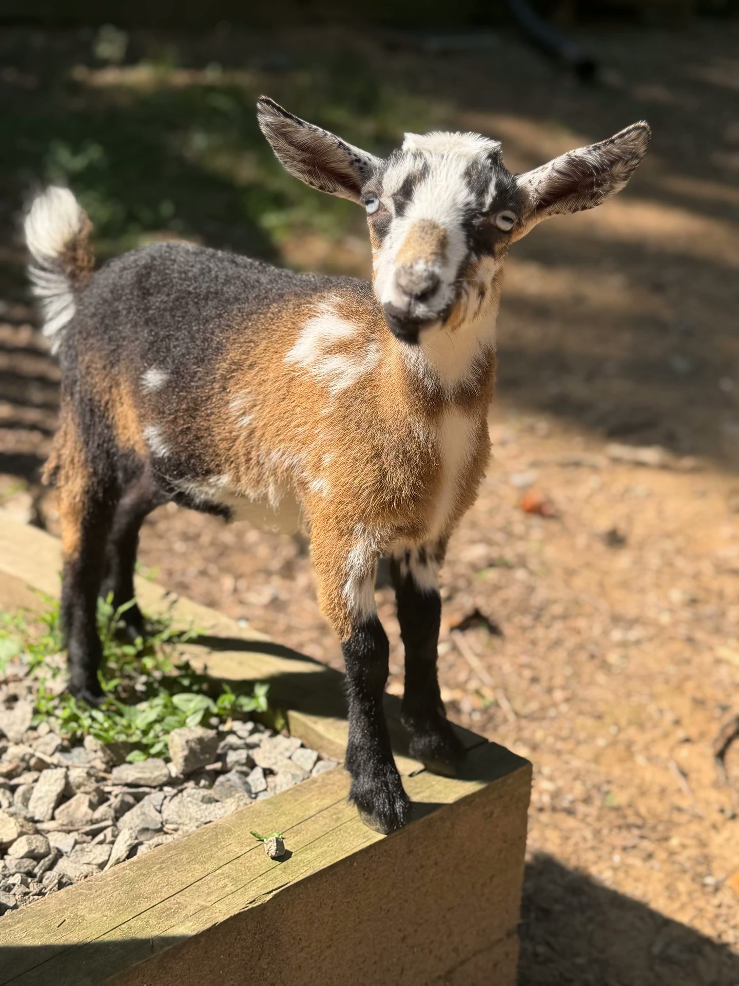 Muffin the Nigerian Dwarf Goat