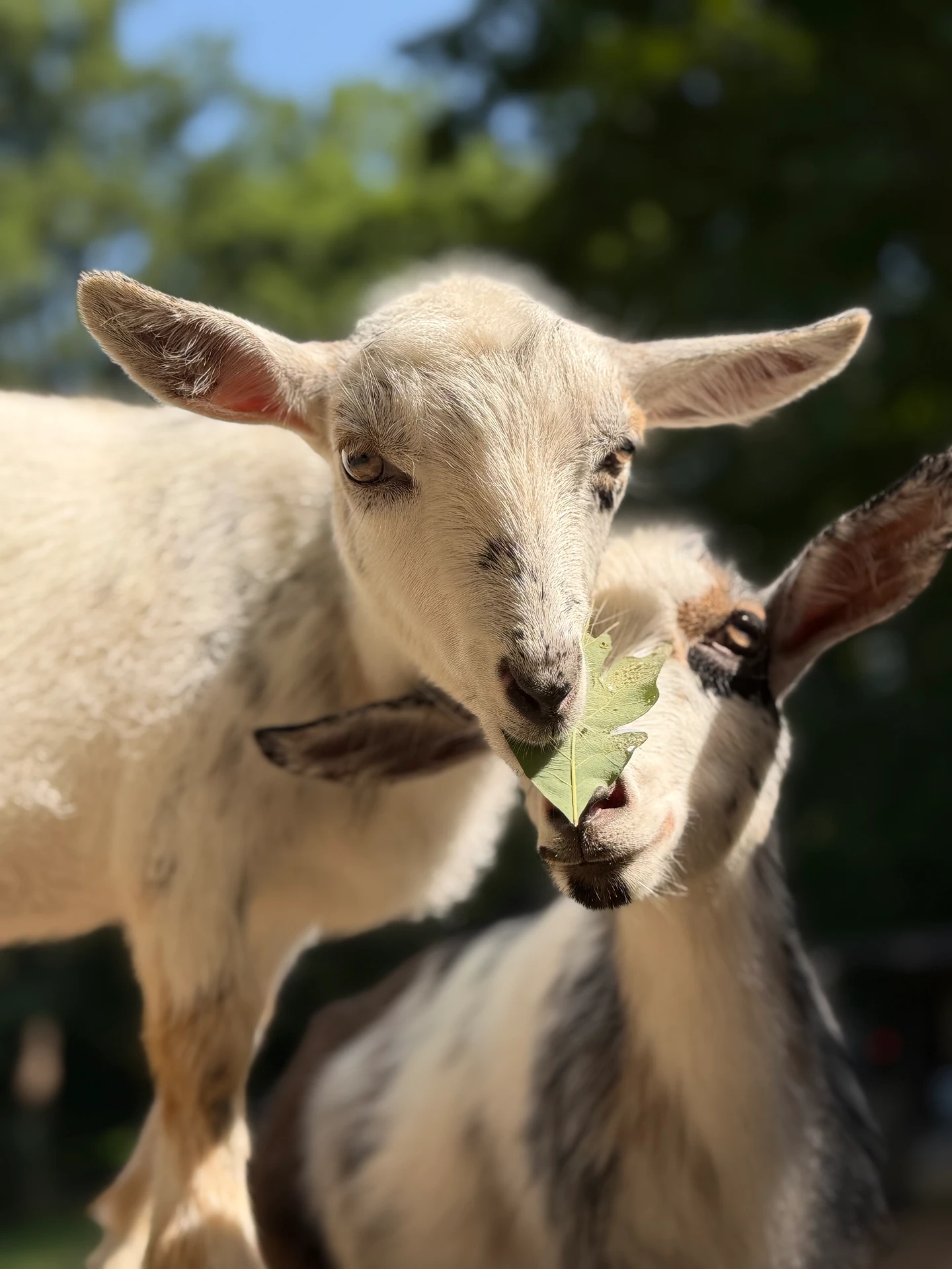 Cookie and Butter, our Nigerian Dwarf goat sisters
