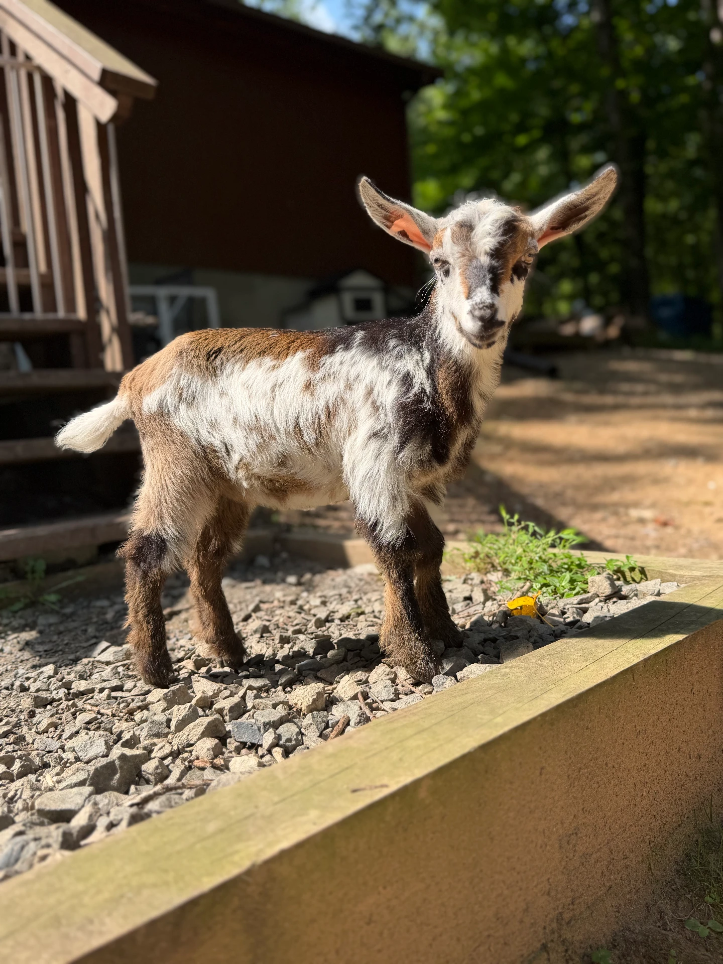 Poppyseed the Nigerian Dwarf Goat