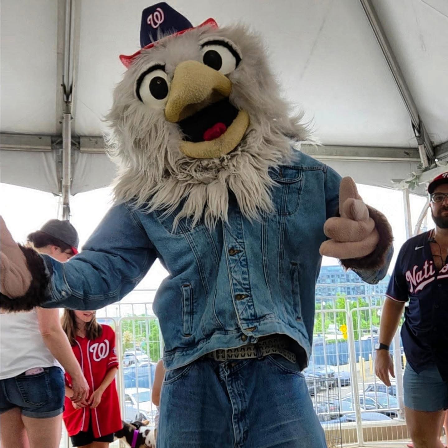 The Washington Nationals mascot visiting the Little Wild Mobile Farm animal enclosure at Nationals Park
