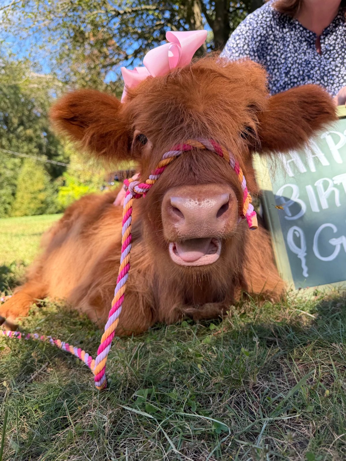 A close-up of a Highland calf with a pink bow resting in the grass
