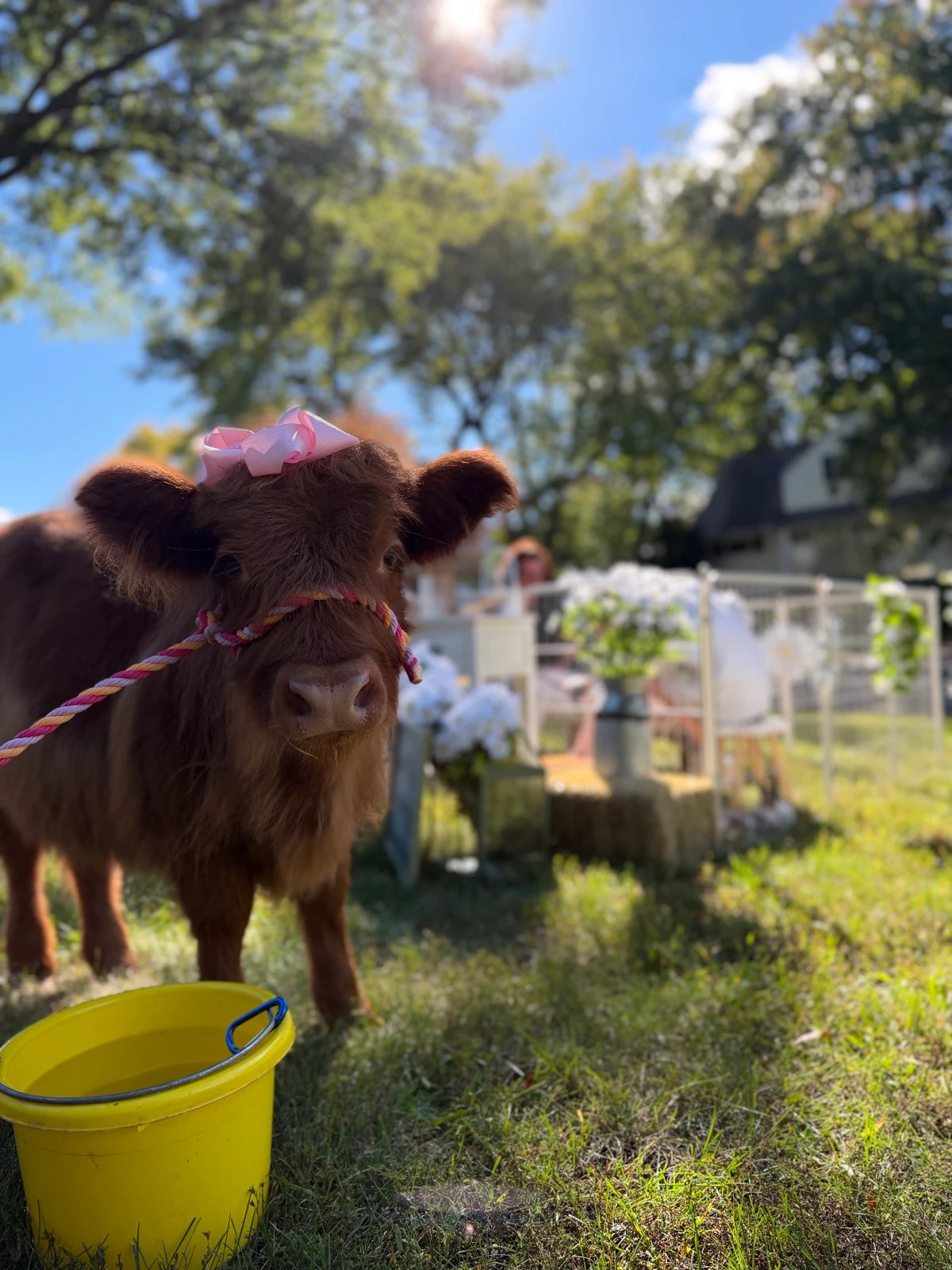 A fluffy Highland calf wearing a pink bow beside a yellow bucket at a party