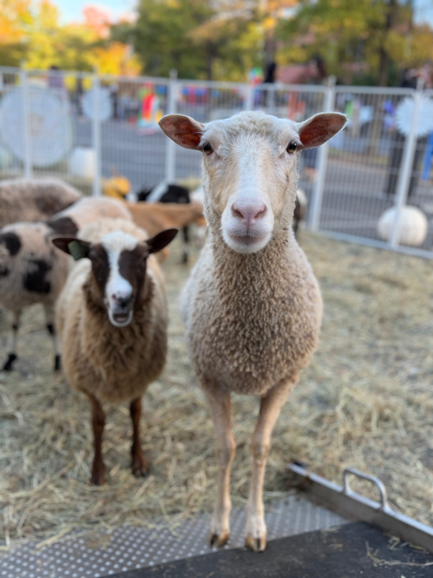 A cream sheep posing at a Little Wild school visit