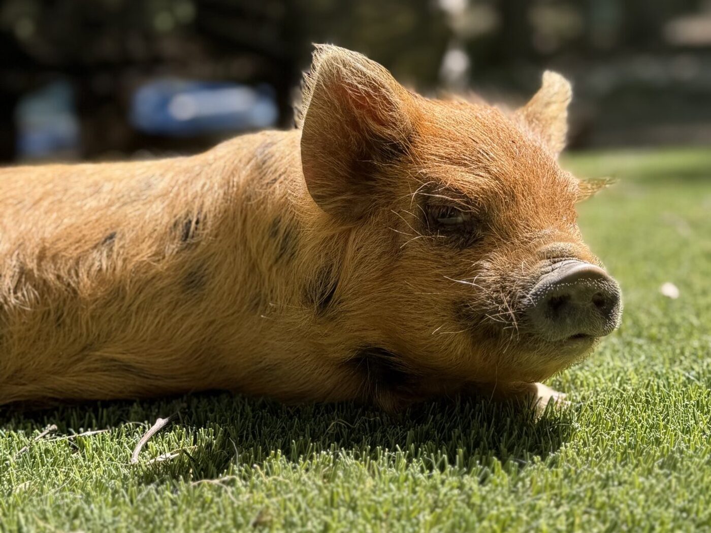 Bacon the Kunekune Pig