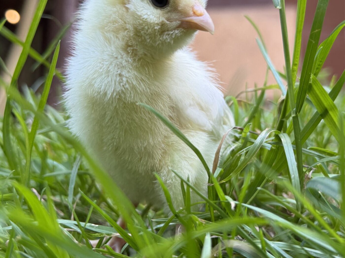 Tamagotchi the Chick