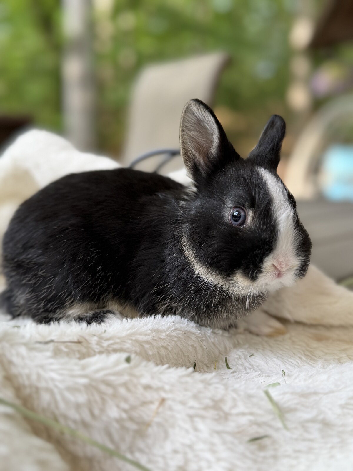 Truffle the Netherland Dwarf Bunny