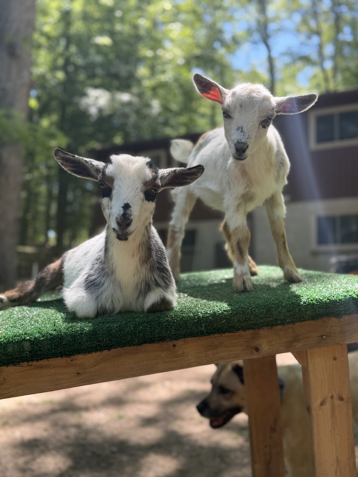 A child gently feeding a goat at a backyard birthday party